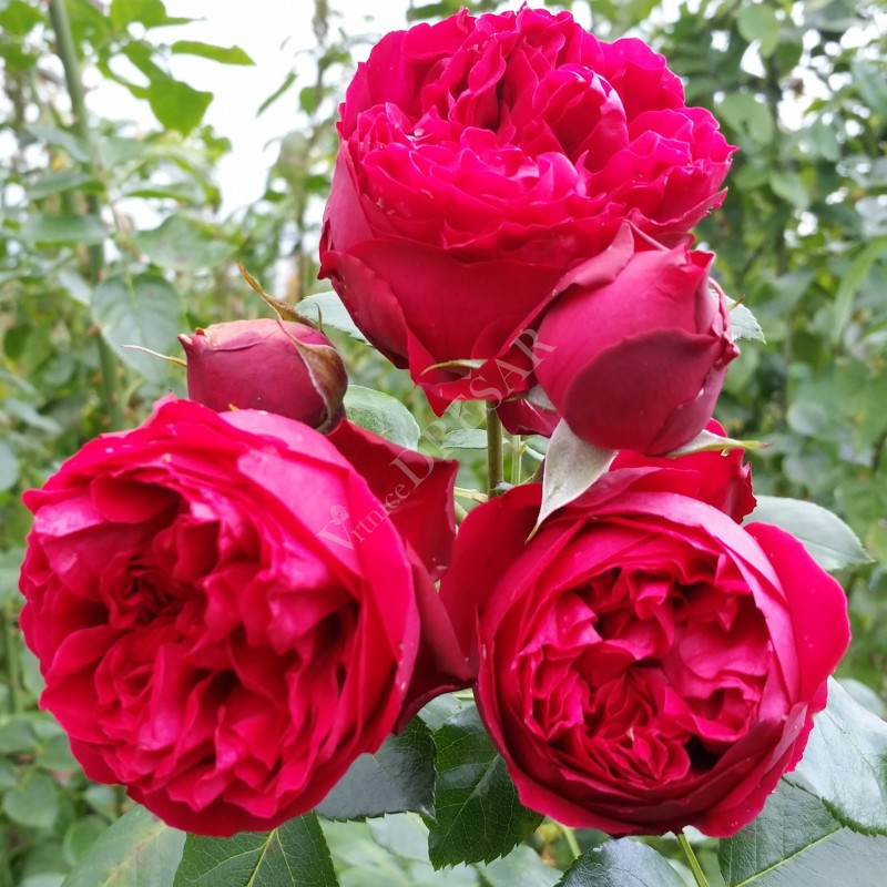 Red Eden Rose
