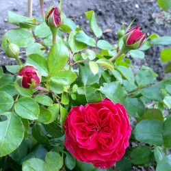 Sadike vrtnic Red Leonardo da Vinci
