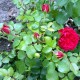 Sadike vrtnic Red Leonardo da Vinci