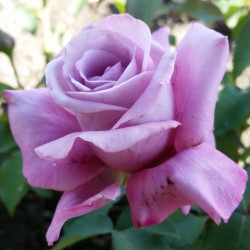 Sadike vrtnic Charles de Gaulle