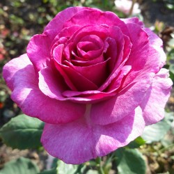Sadike vrtnic Melody Parfumee